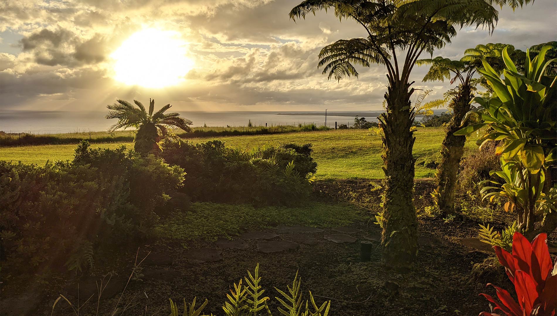 Revitalizing Hawaiian 'awa Culture Pu'iwa Hawaiian Farms